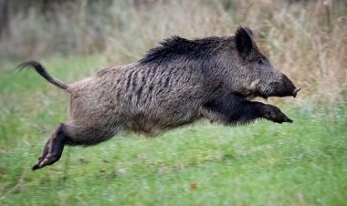 Protéger les établissements scolaires des attaques de la faune sauvage : Réalité et enjeux
