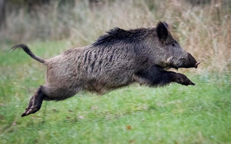 Protéger les établissements scolaires des attaques de la faune sauvage : Réalité et enjeux